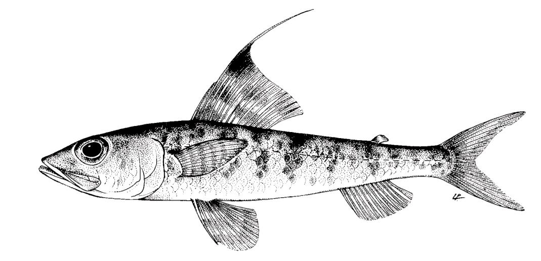 Aulopus filamentosus_01.jpg